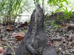 Varanus salvator macromaculatus