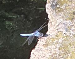 Orthetrum