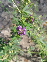 Medicago sativa
