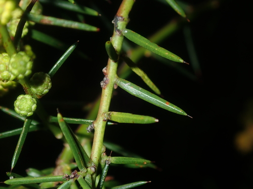 Image of Acacia acuaria by (c) Thomas Mesaglio, some rights reserved (CC BY)