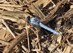 Orthetrum