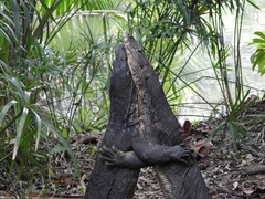 Varanus salvator macromaculatus