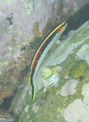 Trachinops taeniatus