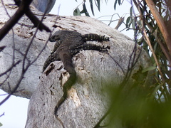 Varanus varius