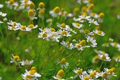 Matricaria chamomilla
