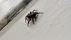Maratus griseus