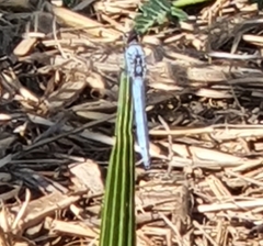 Orthetrum