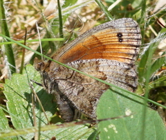 Erebia pronoe
