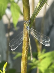 Lestes
