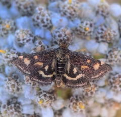 Pyrausta purpuralis