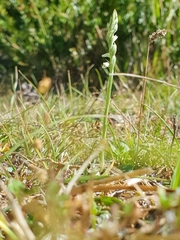 Spiranthes spiralis