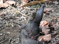 Varanus salvator macromaculatus