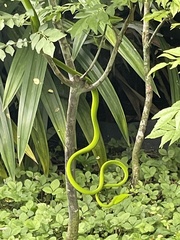 Ahaetulla prasina