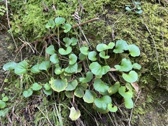 Viola