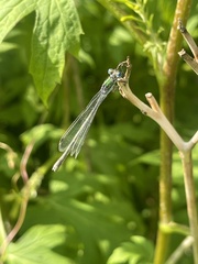 Lestes
