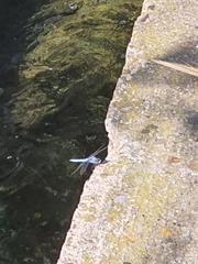 Orthetrum