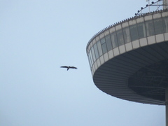 Pernis ptilorhynchus