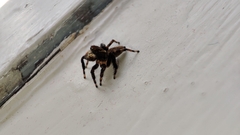Maratus griseus