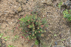 Crassula