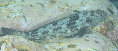 Aplodactylus lophodon