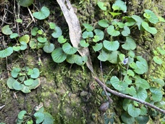 Viola