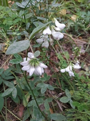 Vicia sylvatica