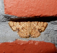 Heterostegane subtessellata