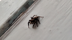 Maratus griseus