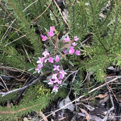 Boronia ledifolia