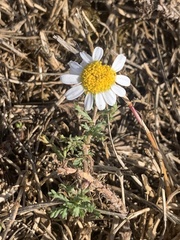 Anthemis cotula