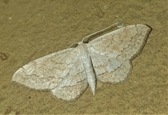 Sterrhinae