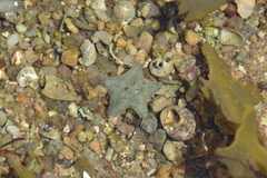 Asterina gibbosa