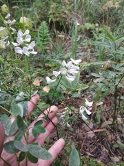 Vicia sylvatica