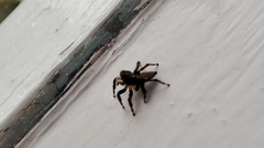 Maratus griseus