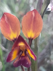 Diuris longifolia