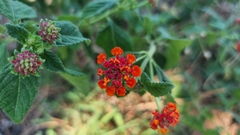 Lantana camara