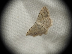 Scopula submutata