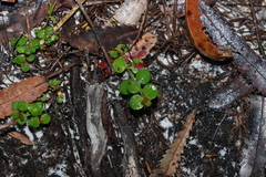 Gonocarpus micranthus