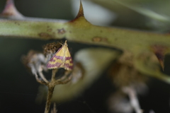 Pyrausta sanguinalis