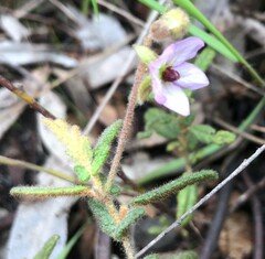 Thomasia petalocalyx