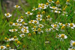 Matricaria chamomilla