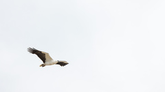 Haliaeetus leucogaster