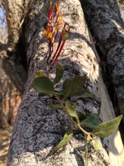Loranthaceae