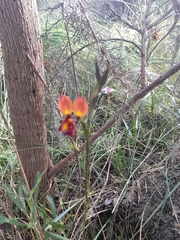 Diuris longifolia