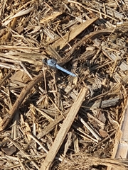 Orthetrum