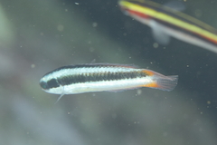 Thalassoma amblycephalus