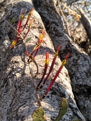 Loranthaceae