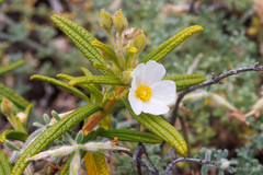 Cistus monspeliensis