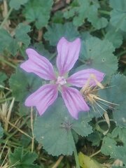 Malva sylvestris