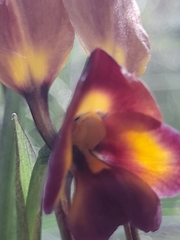 Diuris longifolia